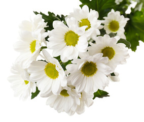 Beautiful chrysanthemum flowers isolated on white