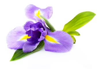 Fotobehang Iris Mooie irisbloem geïsoleerd op wit