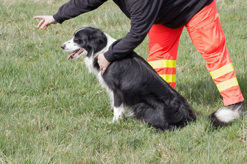 Rettungshunde-Ausbildung