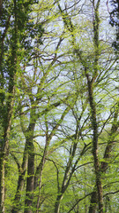 Vibrant green foliage and wild flowers in a forest in spring