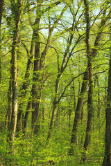 Fototapeta na wymiar Vibrant green foliage and wild flowers in a forest in spring