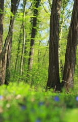 Obraz premium Vibrant green foliage and wild flowers in a forest in spring