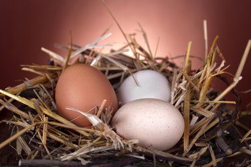Healthy domestic eggs in a nest of straw