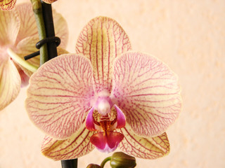 fleur orchidee
