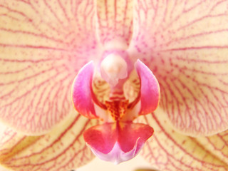 Fototapeta na wymiar fleur orchidee