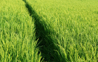 Green paddy field
