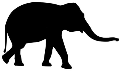 Fototapeta premium silhouette elephant