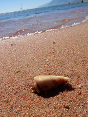 shell on beach