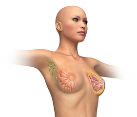 Woman torse with breast cutaway, cross section.