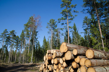 Timber stack of whitewood