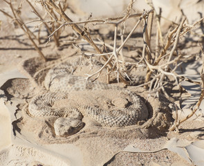 Egyptian desert viper snake in the sand