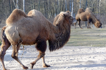 Bactrian camel, Camelus bactrian