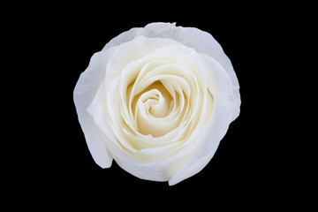 Obraz premium White rose isolated on black background