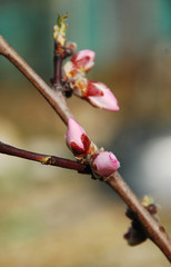Almond Blossom Buds