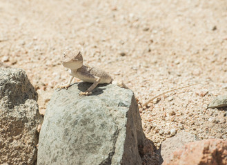 Egyptian desert agama lizard on a rock