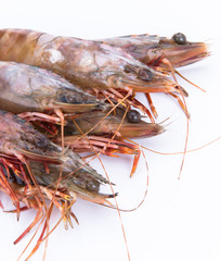 big fresh tiger prawns