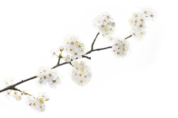 Schlehe (Schwarzdorn, Prunus Spinosa)