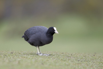 Coot, Fulica atra