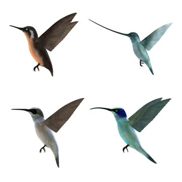 realistic 3d render of colibris
