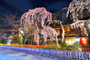 Gion city with sakura tree at night