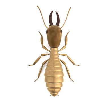 realistic 3d render of termite soldier