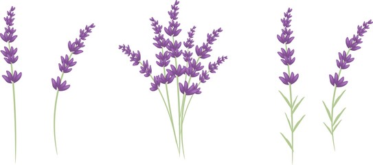 Lavender © sidliks
