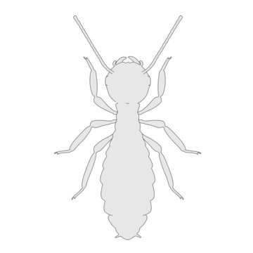 cartoon image of termite ant