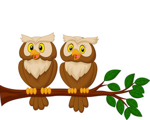 Cute owl couple cartoon