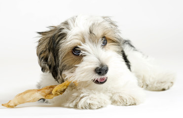 Beautiful little mixed puppy, 16 weeks old,  Maltese and Yorkie.