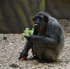 Monkey with food