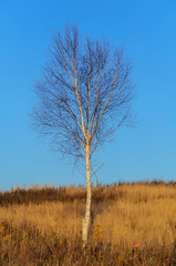 Одинокая берёза