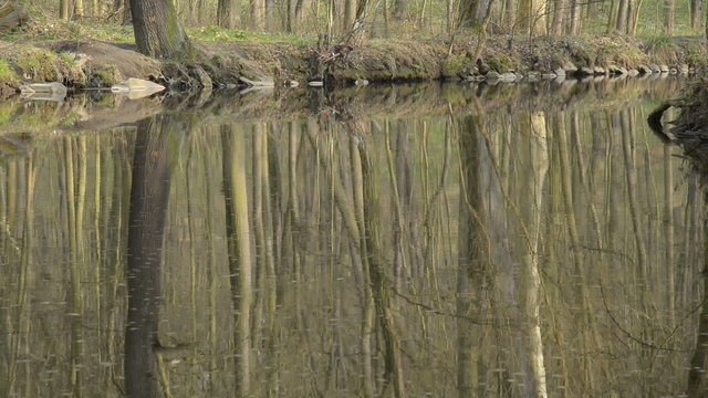 still creek in the springtime