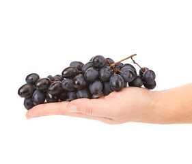 Ripe black grapes on a hand.