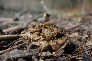 mating two brown toad