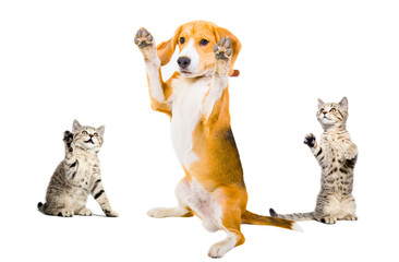 Humorous photo dog surrenders two attackers cats