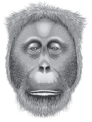 A head of an orangutan