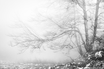 forest in black and white