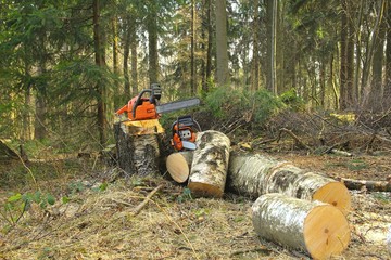 Hazard tree felling