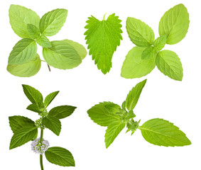 isolated set of green mint branches
