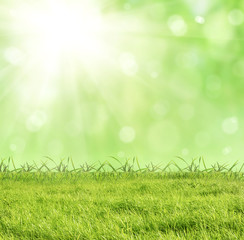 Fototapeta na wymiar green field on bright sunny background