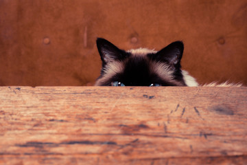 Cat hiding behind a table
