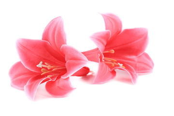 Fototapeta na wymiar Artificial flowers closeup.