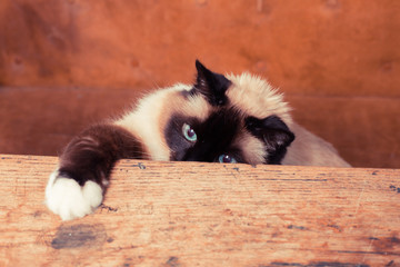 Cat popping up from behind table