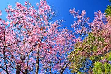 Spring Cherry Blossom