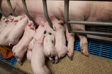 port&eacute;e de porcelets t&ecirc;tant