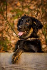 Fototapeta premium Gelbbacke im Portrait