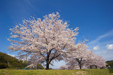 Obraz premium 桜のイメージ