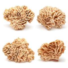 Collection of coral