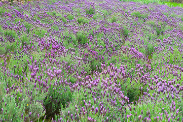 Obraz premium lavandula stoechas