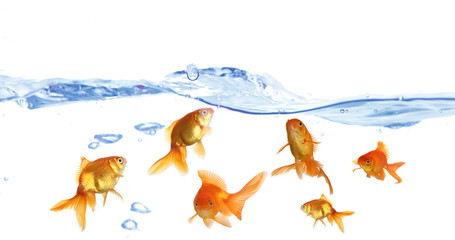 Goldfish in clear water isolated on white